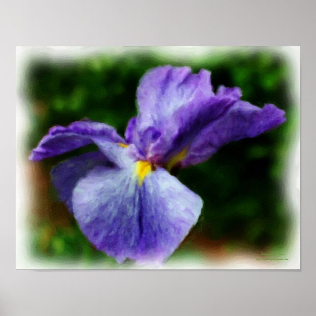 Purple Japanese Iris Flower Photo Painting Poster (Front)