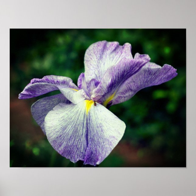 Purple Japanese Iris Flower Unfolding  Poster (Front)