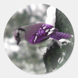 Purple Jay Bird Stickers