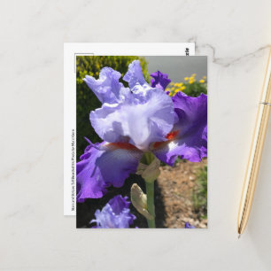 Purple & Lavender Bearded Iris Postcard