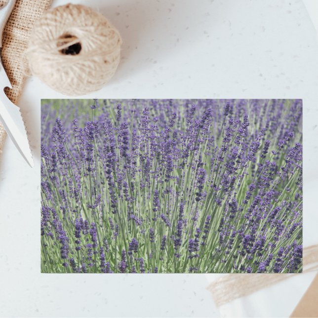 Purple Lavender Fields Floral Tissue Paper (In Situ)