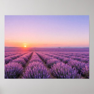 Purple Lavender Fields Poster - Provence France