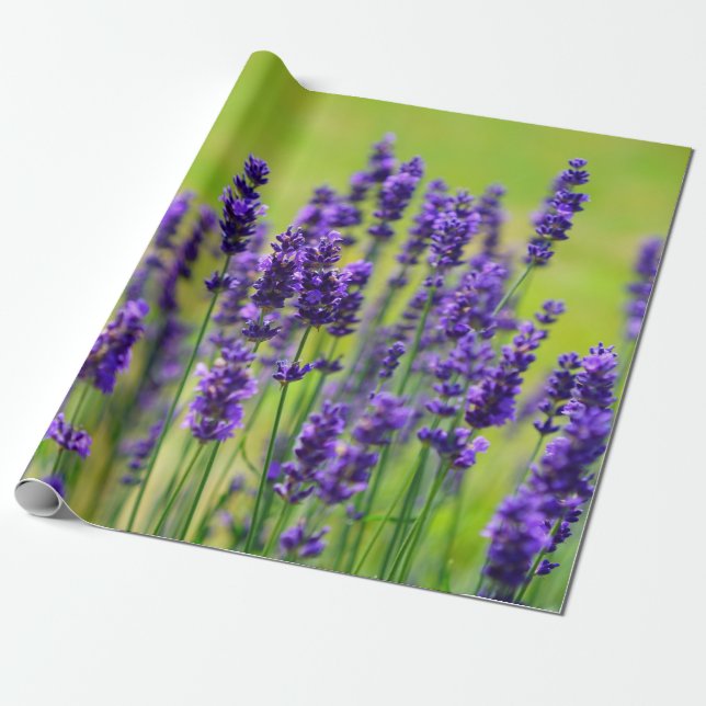 Purple Lavender Flower Wrapping Paper (Unrolled)