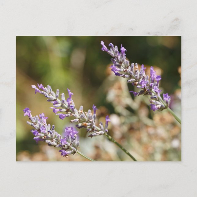 Purple lavender flowers postcard (Front)