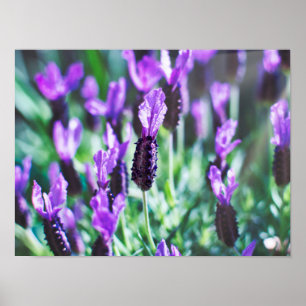 Purple lavender flowers poster