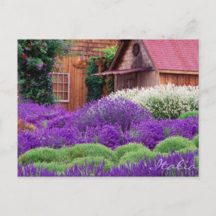 Purple Lavender Italia Postcard