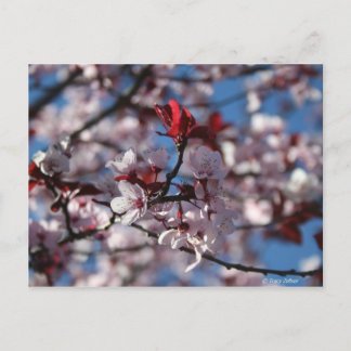Purple-leaved Plum Postcard
