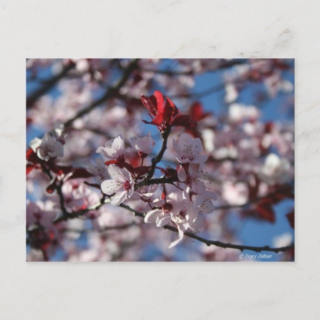 Purple-leaved Plum Postcard (Front)