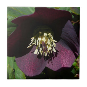 Purple Lenten Rose Easter Flower Ceramic Tile