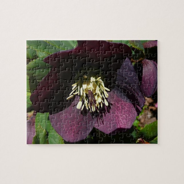 Purple Lenten Rose Easter Flower Jigsaw Puzzle (Horizontal)