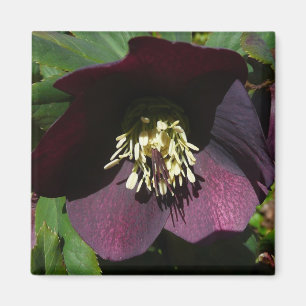 Purple Lenten Rose Easter Flower Magnet