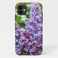 Purple lilac flowers