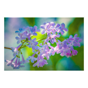Purple Lilac Flowers Photo Print