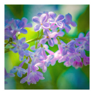 Purple Lilac Flowers Photo Print