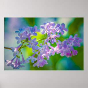 Purple Lilac Flowers Poster