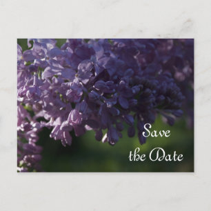 Purple Lilac Flowers Wedding Save the Date Announcement Postcard
