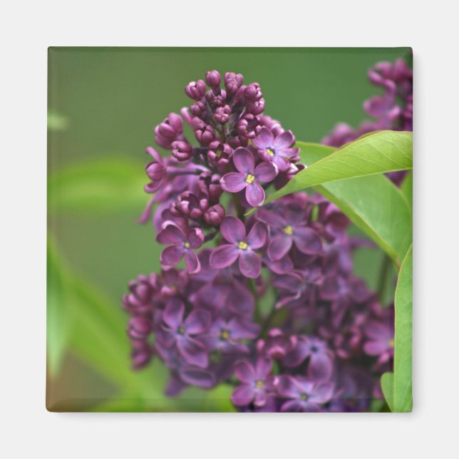 Purple Lilac Magnet (Front)