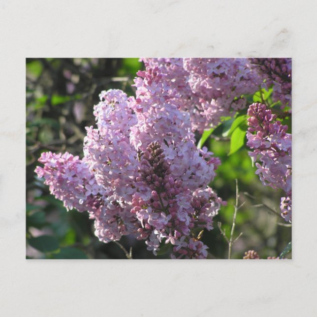Purple Lilac Postcard (Front)