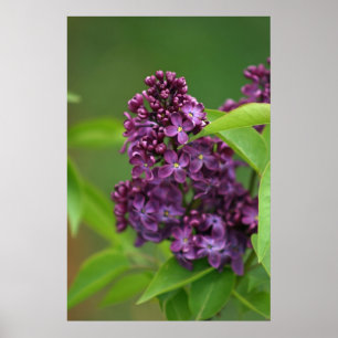 Purple Lilac Poster