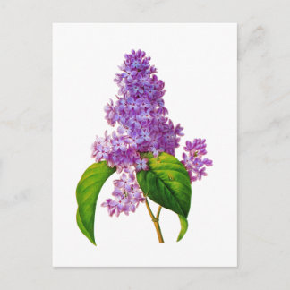 Purple Lilacs by Pierre-Joseph Redoute Postcard