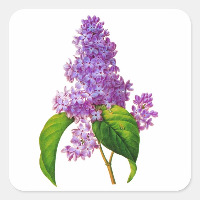 Purple Lilacs by Pierre-Joseph Redoute Square Sticker (Front)