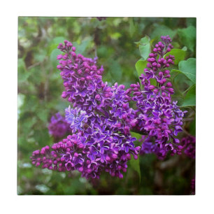 Purple Lilacs on a Spring Day Ceramic Tile