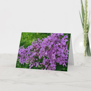 Purple lilacs romantic elegant purple floral photo card