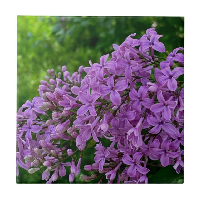 Purple lilacs romantic elegant purple floral photo ceramic tile (Front)