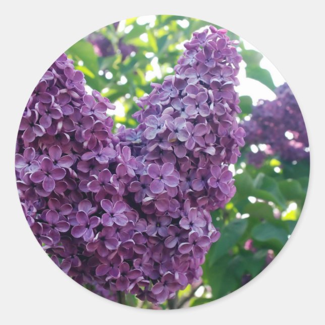 Purple Lilacs Stickers (Front)