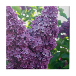 Purple Lilacs Tile