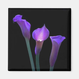 Purple Lilies Magnet