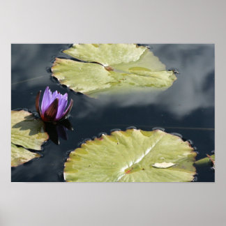 Purple Lily Poster