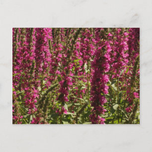Purple Loosestrife Postcard