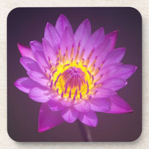 Purple Lotus Flower Coaster