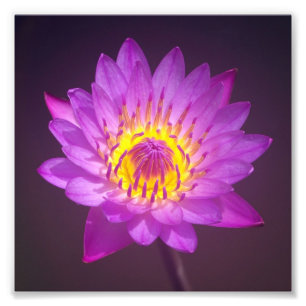 Purple Lotus Flower Photo Print