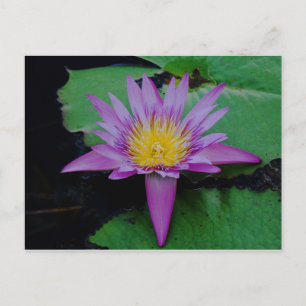 Purple Lotus Flower With Lily Pad Post Card 