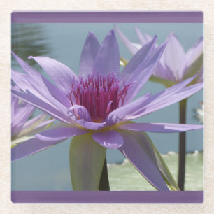 Purple Lotus Flowers Close Up Glass Coaster