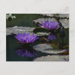 Purple Lotus Waterlilies Postcard