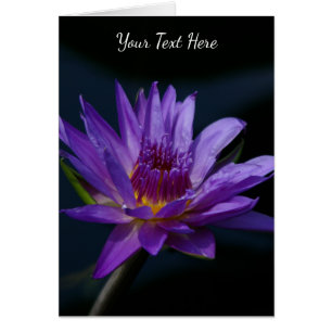 Purple Lotus Waterlily