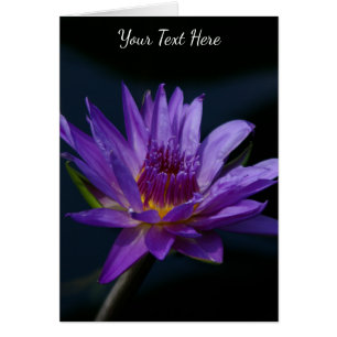 Purple Lotus Waterlily