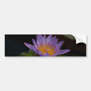Purple Lotus Waterlily Bumper Sticker