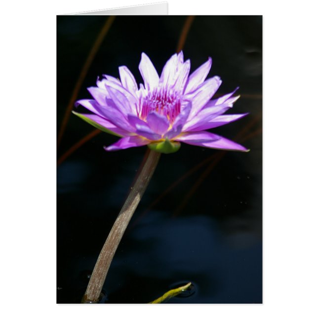 Purple Lotus Waterlily Card (Front)