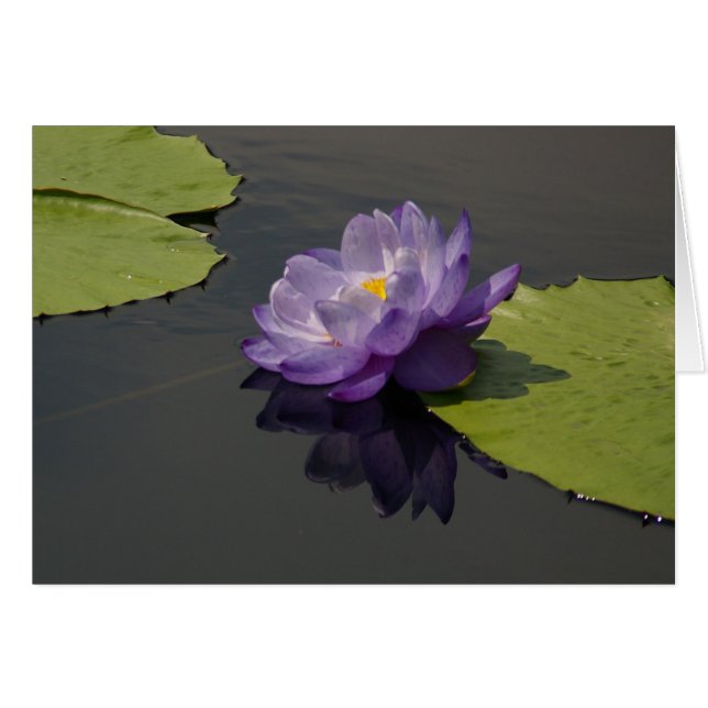 Purple Lotus Waterlily Card (Front Horizontal)