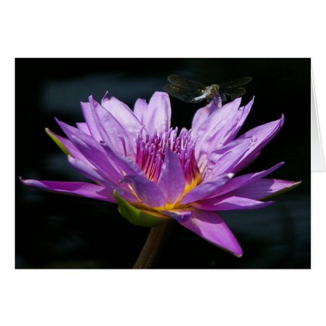Purple Lotus Waterlily & Dragonfly Card (Front Horizontal)