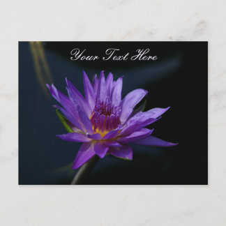 Purple Lotus Waterlily Postcard