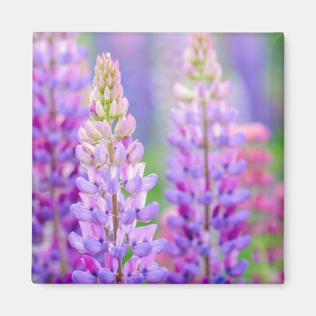 Purple Lupin Flowers Magnet (Front)