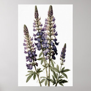 Purple Lupine Flower Art Print Poster