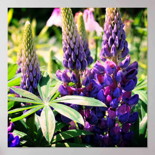 Purple Lupine Flower Trio  Poster (Front)
