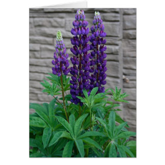 Purple Lupine Flowers