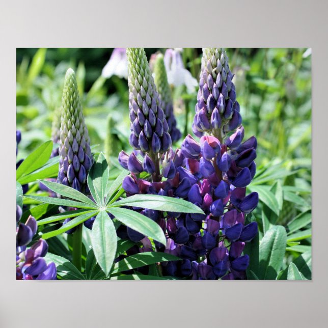Purple Lupine Flowers Poster (Front)